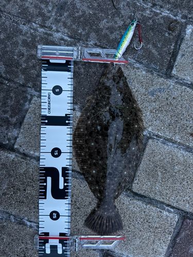 ソゲの釣果