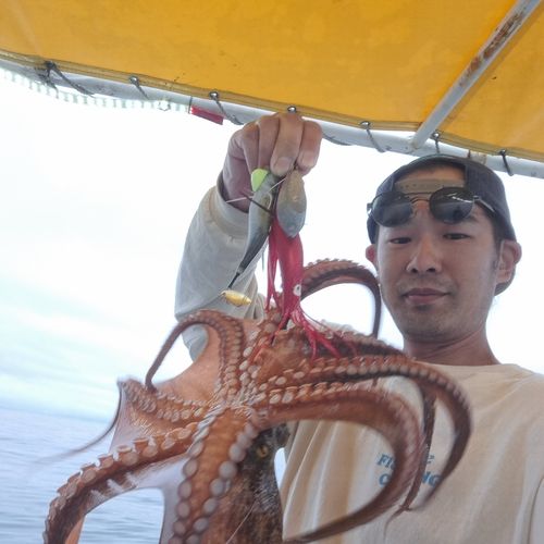 タコの釣果