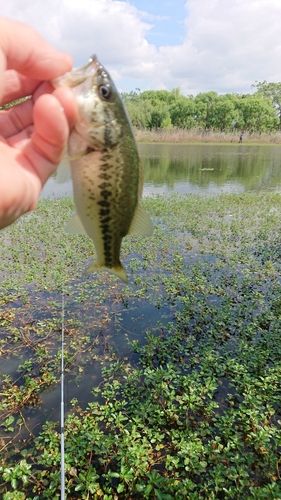ブラックバスの釣果
