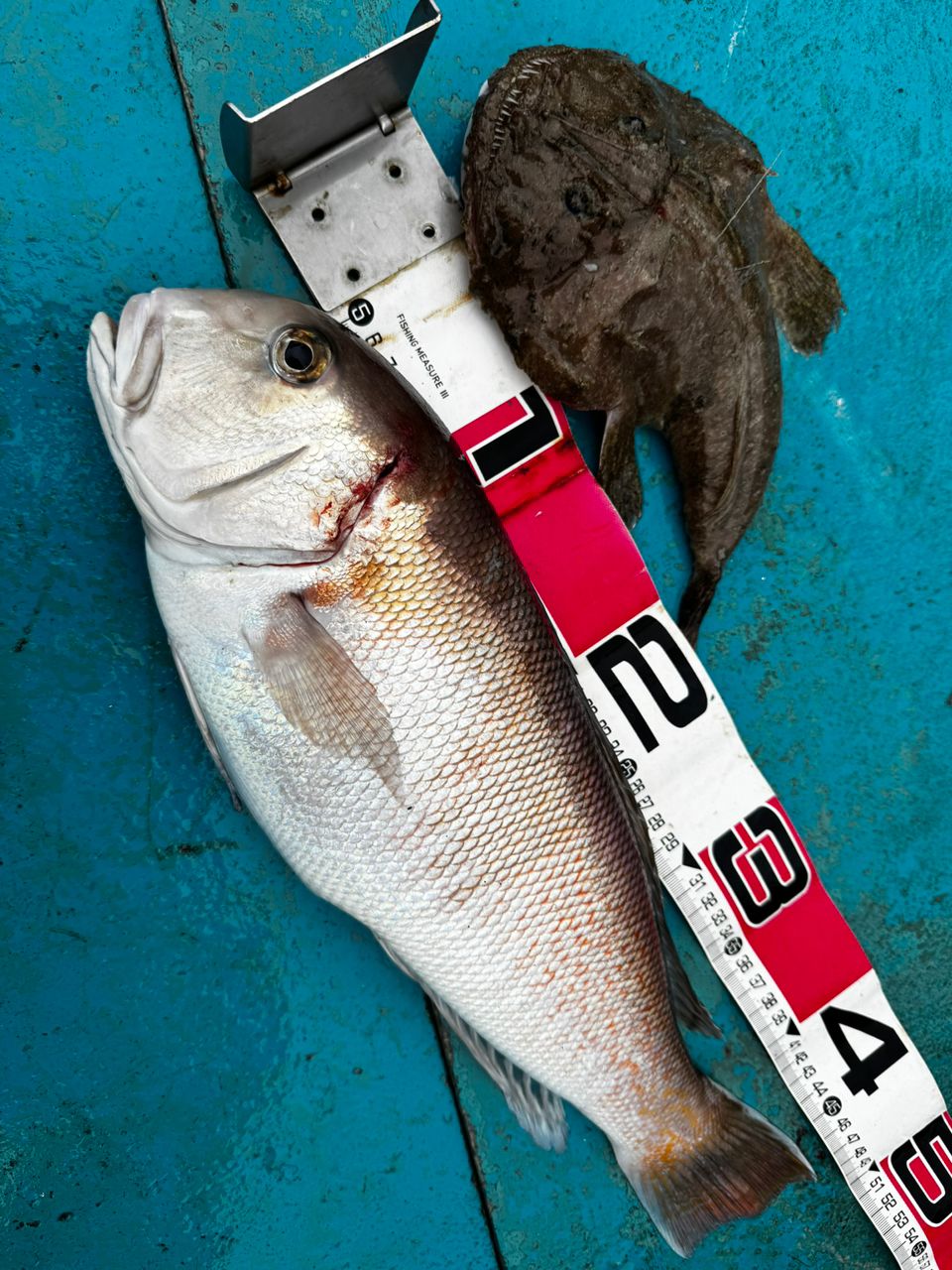 清和丸さんの釣果 3枚目の画像