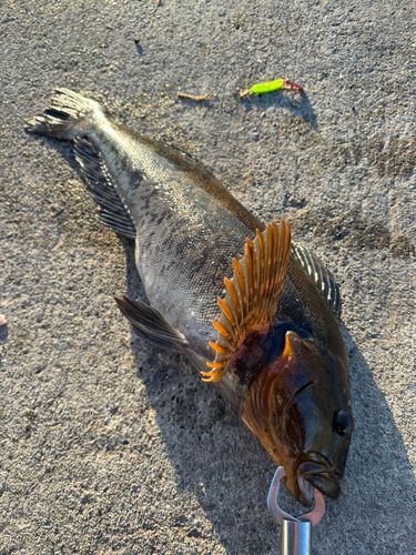 アブラコの釣果