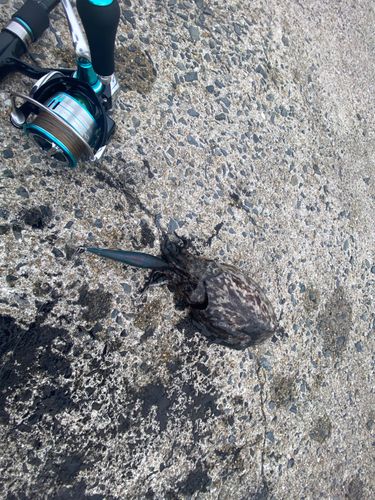 モンゴウイカの釣果