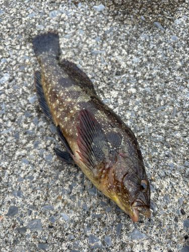 ハゴトコの釣果