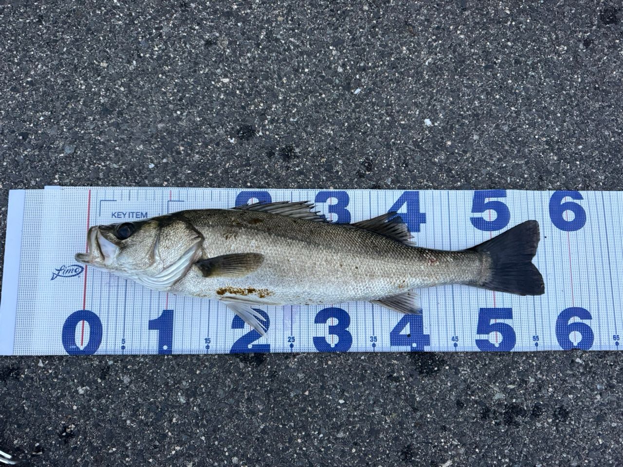 フッコ（マルスズキ）