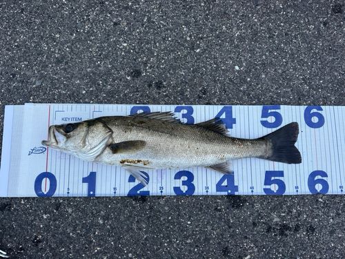 フッコ（マルスズキ）の釣果