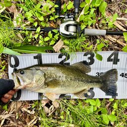 ラージマウスバス