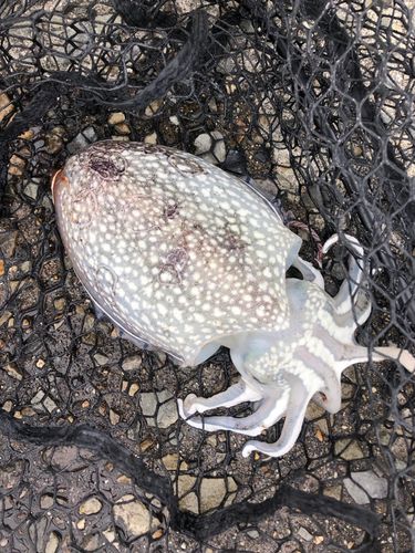 コウイカの釣果