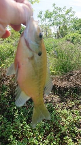 ブルーギルの釣果