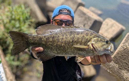 スモールマウスバスの釣果