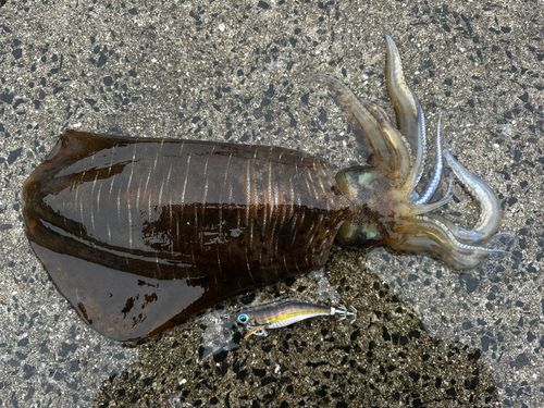 アオリイカの釣果