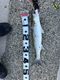 ボラの釣果