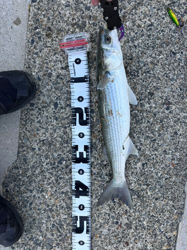 ボラの釣果