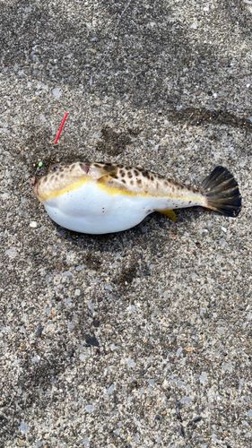 フグの釣果