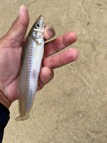 キスの釣果