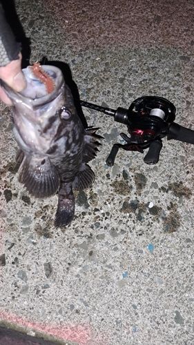 クロソイの釣果