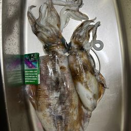 アオリイカ
