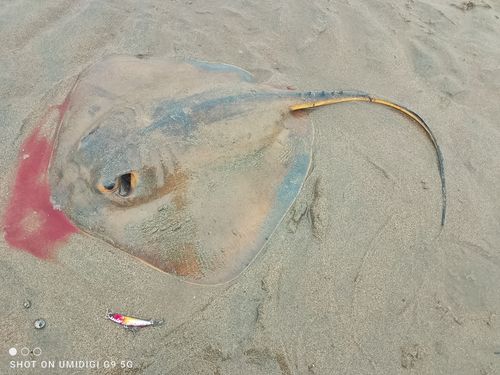 エイの釣果