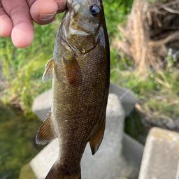 スモールマウスバス
