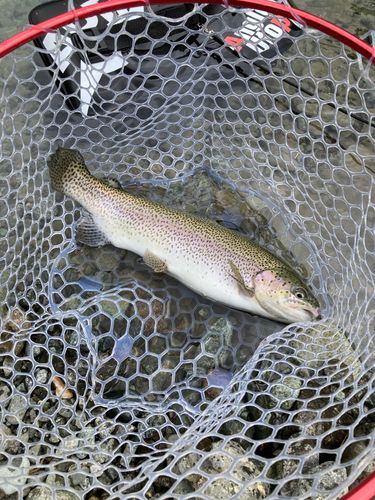 トラウトの釣果