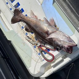 アラ