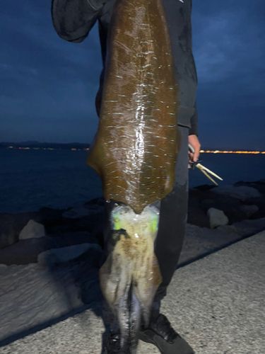 アオリイカの釣果