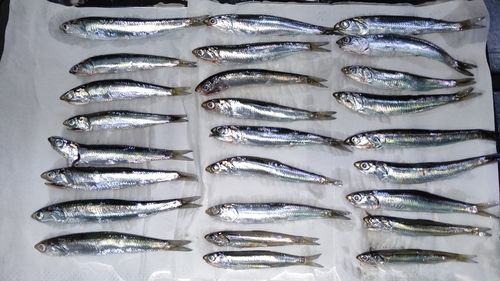 カタクチイワシの釣果