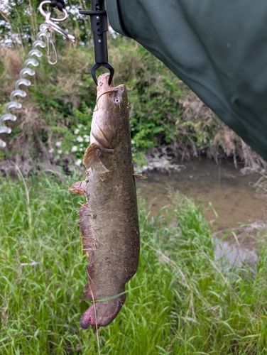 ナマズの釣果