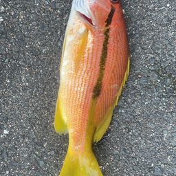 ヨコスジフエダイ