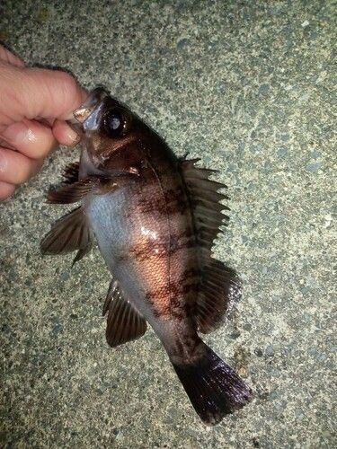 メバルの釣果
