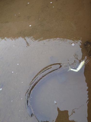 ライギョの釣果