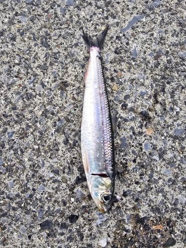 イワシの釣果