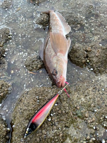 ホッケの釣果