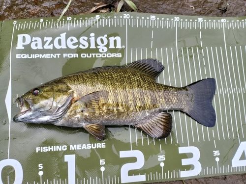 スモールマウスバスの釣果