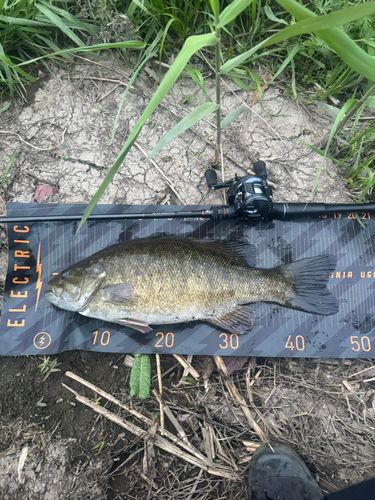 スモールマウスバスの釣果