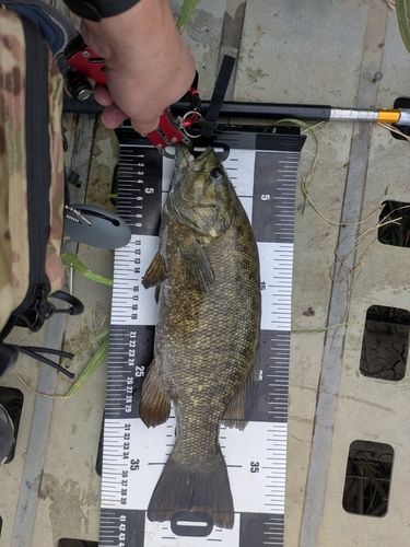 スモールマウスバスの釣果