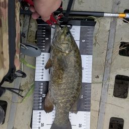 スモールマウスバス