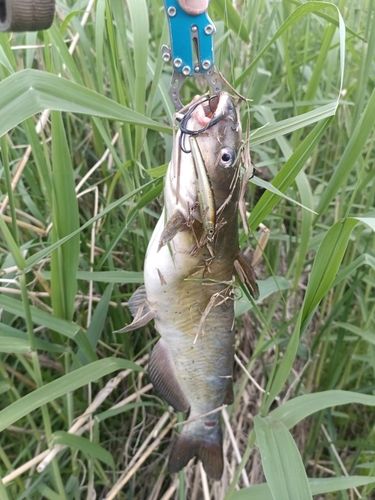 チャネルキャットフィッシュの釣果