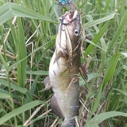 チャネルキャットフィッシュ