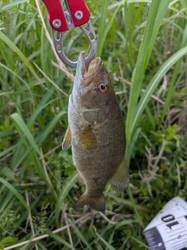 スモールマウスバスの釣果
