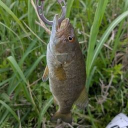 スモールマウスバス