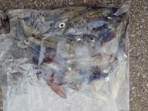 マメイカの釣果