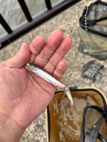 カタクチイワシの釣果