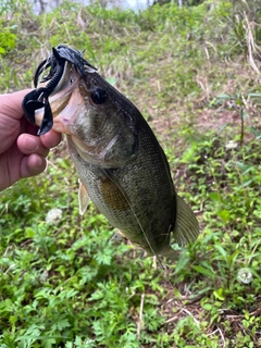 ラージマウスバスの釣果