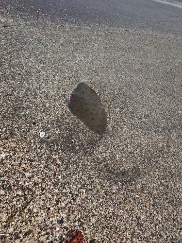 エイの釣果