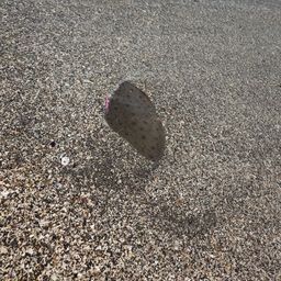 エイ