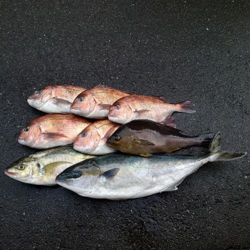 マダイの釣果