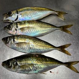 アジ