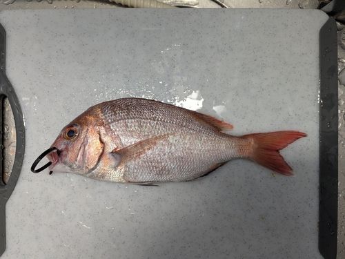 タイの釣果