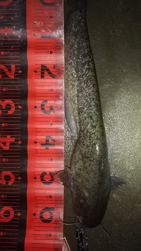 ナマズの釣果