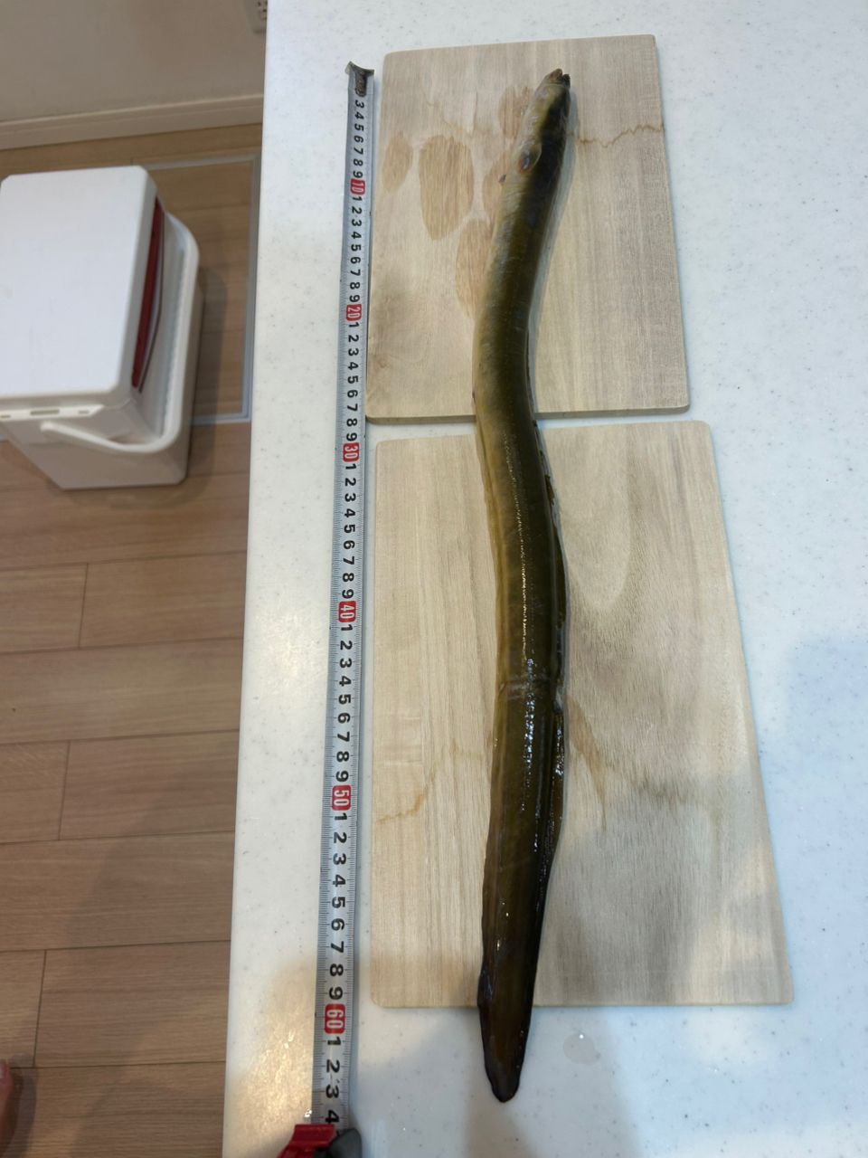 ウナギ